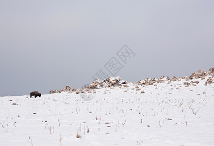 在雪山坡上放牧图片