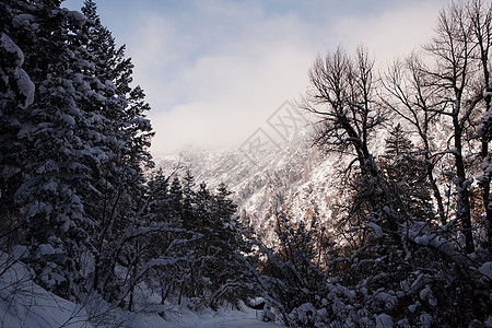 美国犹他州瓦萨奇山的森林下有雪覆盖树木图片