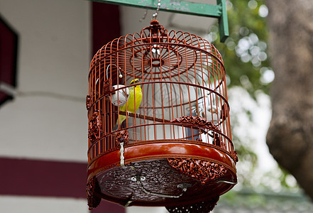 香港鸟类市场图片