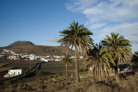 加那利群岛岸边的棕榈树图片
