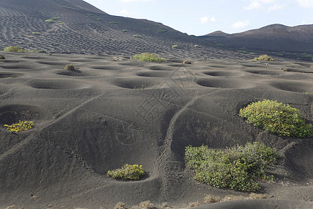 火山上长满了葡萄藤图片