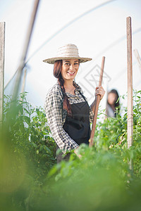 在蔬菜温室工作的年轻女性图片