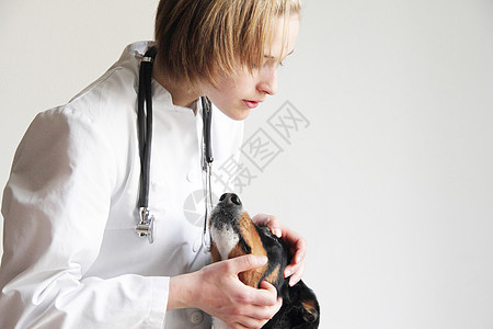 女兽医给狗狗做身体检查高清图片