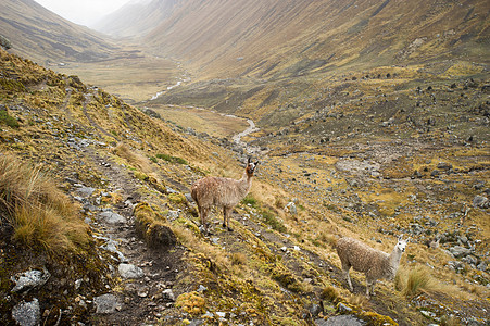 秘鲁乌鲁帕帕山脉上的动物图片