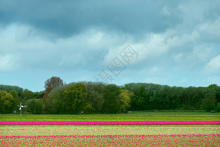 荷兰平粉郁金园图片