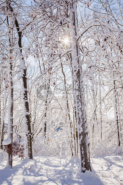 雪覆盖着森林图片