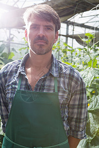 温室里有机蔬菜种植的男性农民图片