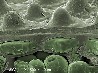 绿色植物叶子放大一千五百倍的样子图片