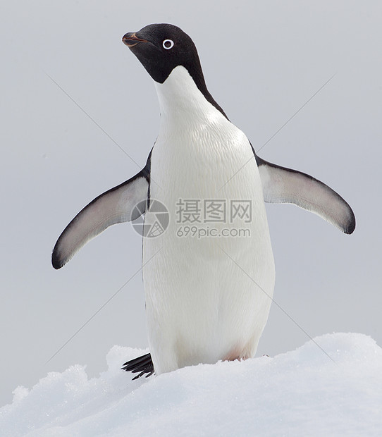 南极洲雪地上的企鹅图片