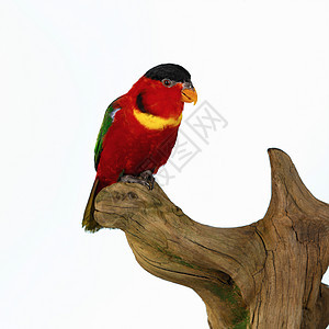 木制雕塑上的红鸟图片