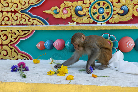 尼泊尔加德满都佛祖公园猴子背景图片