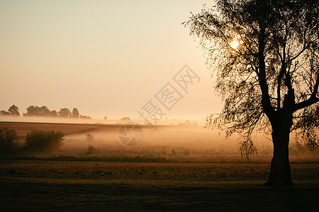 日出时在草原上的雾气图片