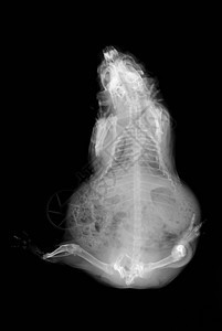 一头小白鼠的X光图片