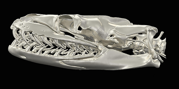 CT扫描中的动物头盖骨图片