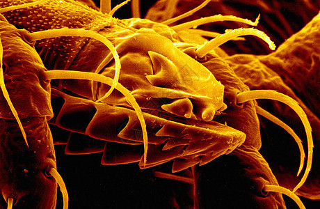 传染病毒单体滑鼠嘴部位图片