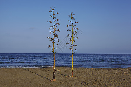 海滩上的两棵树图片