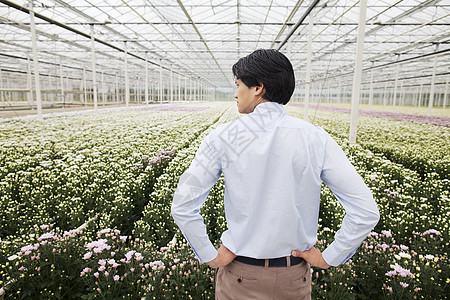 男人看着在温室里生长的一排植物图片