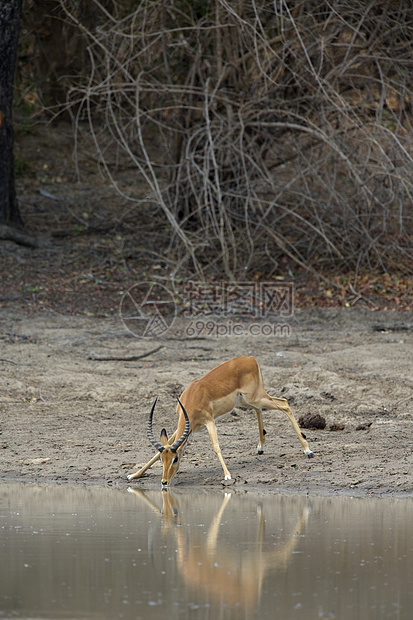 在河边喝水的鹿图片