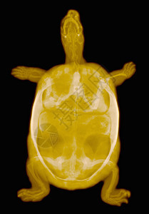 海龟彩色X射线图片