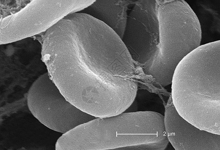 可爱细胞_可爱细胞图片_可爱细胞图片素材大全_摄图网