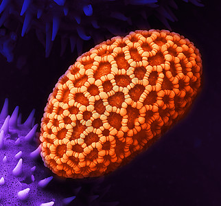 花粉过敏图百合花粉的sem背景