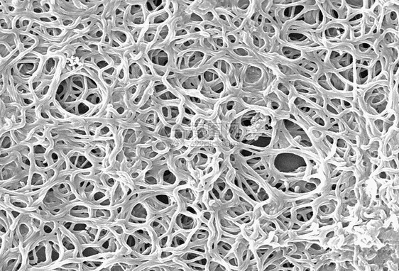 波里利亚细菌图图片
