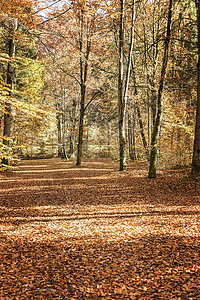 秋天森林中的树木背景图片
