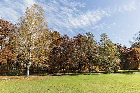 秋天公园里的树图片