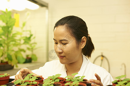 实验室中女科学家监测植物样本图片