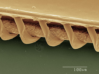 黄蜂翼的彩色SEM图片