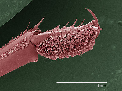 前腿甲虫的彩色SEM图片