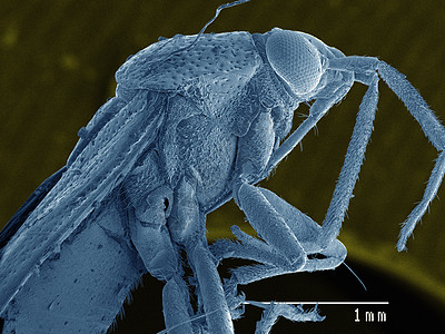 显微镜下的动物标本图片素材