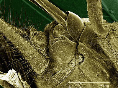 显微镜下的蟋蟀标本图片