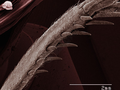 显微镜下的蟋蟀标本图片