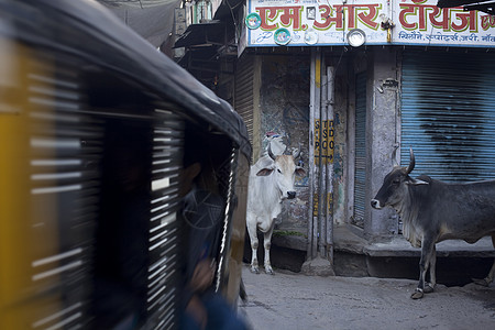 印度拉贾斯坦邦Jodhpur街上的圣牛图片