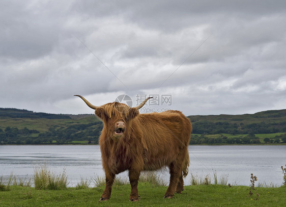 在草园上叫的苏格兰高地牛图片