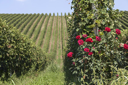 意大利皮埃蒙特州兰赫的葡萄园跟玫瑰图片
