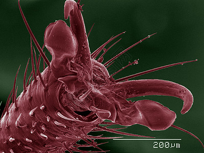 电子显微镜扫描显微镜下的昆虫背景