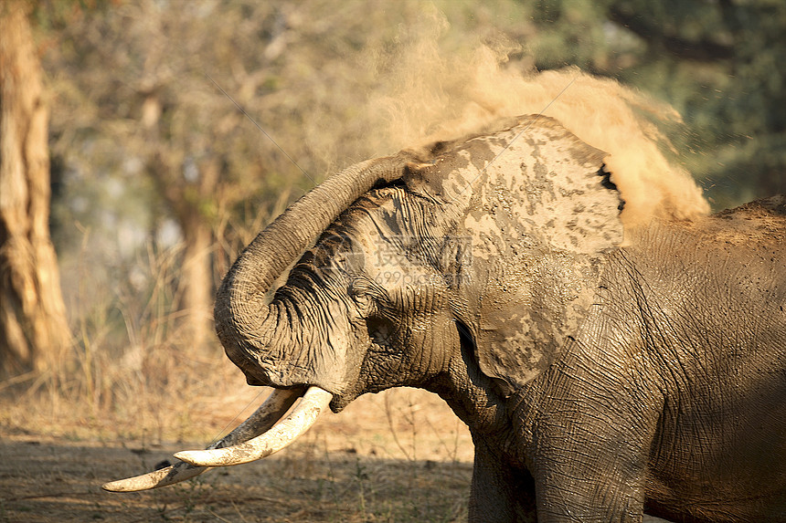 大象非洲洛克森多安津巴布韦马纳普尔公园图片