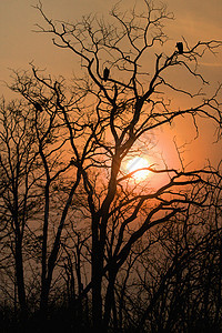 白支持的秃鹰日落时在树上的吉普斯非洲人ManaPools公园津巴布韦非洲图片