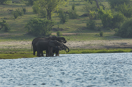 非洲大象Loxodontaafrifana在乔贝河饮酒图片