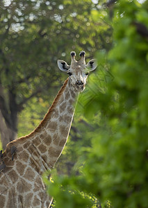 Giraffe吉拉法卡梅罗帕达里斯图片