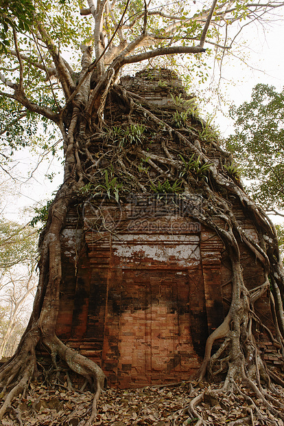 柬埔寨KohKerPrasatThom石头废墟上及其周围生长的树根图片