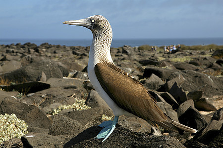 厄瓜多尔加拉帕戈斯群岛的蓝脚鲣鸟图片