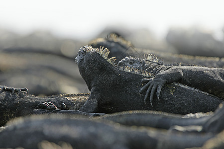厄瓜多尔加拉帕戈斯群岛的海洋蜥蜴图片