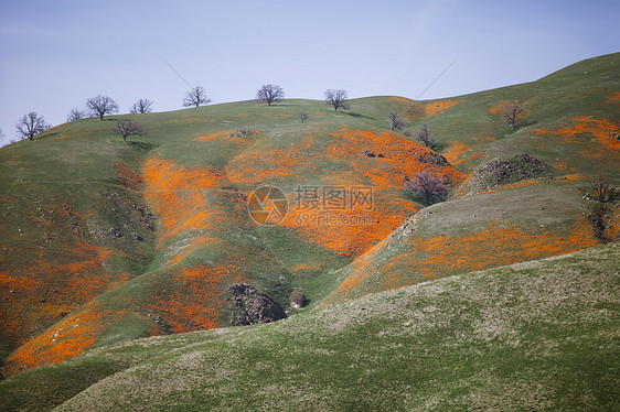 美国加利福尼亚州松露的山坡图片