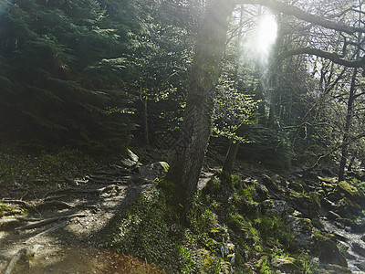 斯诺多尼亚威尔士的森林图片