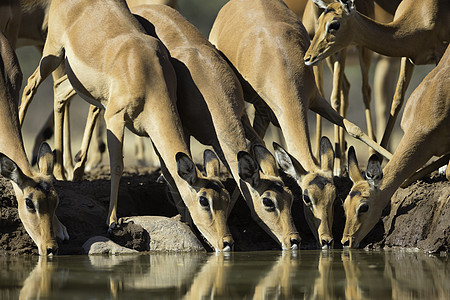 黑斑羚Aepycerosmelampus在南非水坑饮水图片