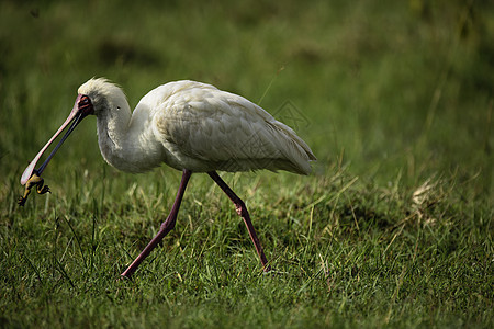 非洲SpoonbillPlataleaalba纳库鲁湖公园肯尼亚非洲图片