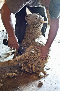 有机农场给羊剪羊毛图片